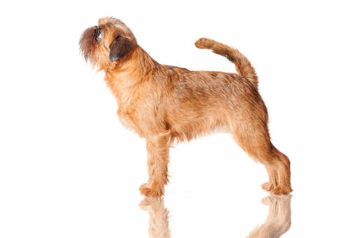 En lång, brunklädd brussels griffon som står högt.