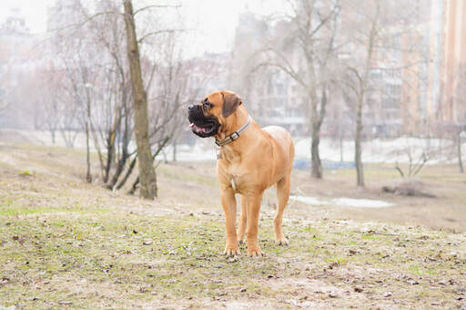 En frisk vuxen bullmastiff som visar upp sin stora och starka kropp.