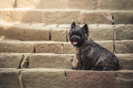 En vacker, liten svart cairnterrier som sitter snyggt på ett trappsteg