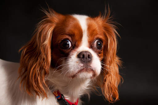 En närbild av en vacker cavalier king charles spaniel lång, mjuk päls