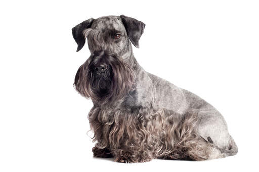 En vuxen cesky terrier med en vackert skött grå och svart päls.