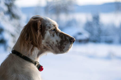 En english setters vackra, långa nos och mjuka, lurviga öron