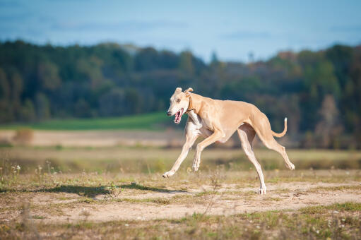 En vacker vuxen greyhound med utsträckt kropp.