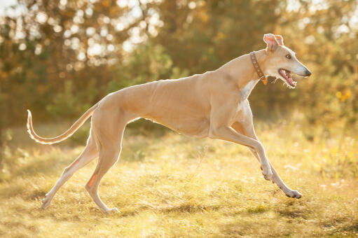En underbar honlig greyhound, som visar upp sin vackra långa kropp och svans.