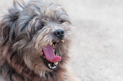 En vuxen lhasa apso gäspar och visar upp sina fina små tänder