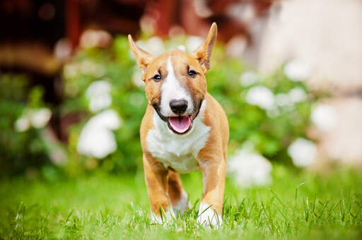 En vacker, ung, vuxen miniature bullterrier med en vacker, mjuk päls