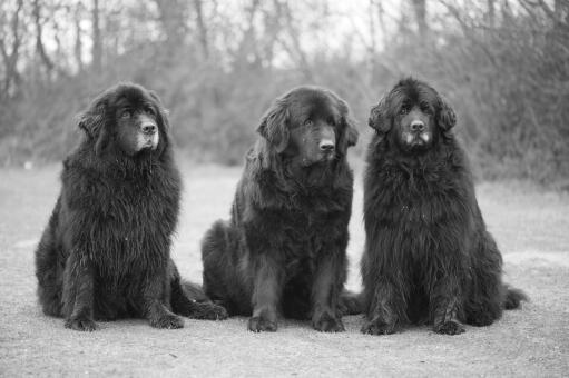 Tre vuxna newfoundlands som sitter tålmodigt tillsammans