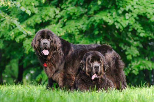 Två underbara vuxna newfoundlands som vilar i gräset tillsammans