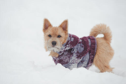 En norwich terrier med underbara spetsiga öron, som leker i Snow