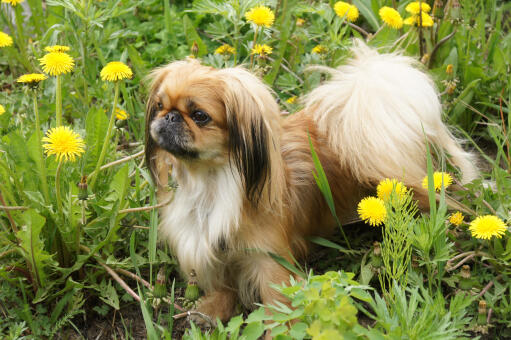 En ung pekingese med en vacker buskig svans och välvårdade öron