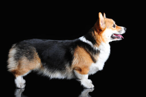 En pembroke welsh corgis underbara, långa kropp och korta ben