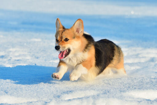 En pembroke welsh corgi som springer i full fart genom Snow