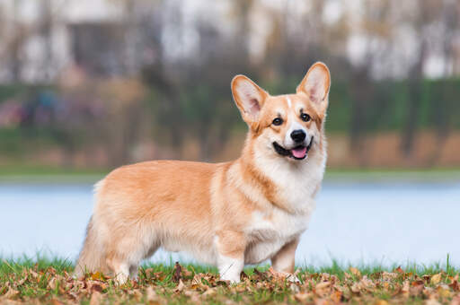 En vacker pembroke welsh corgi, som visar upp sina korta ben och sin vackra, långa kropp.