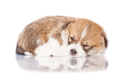 A GorGeooss liten pembroke welsh corgi som tar en tupplur