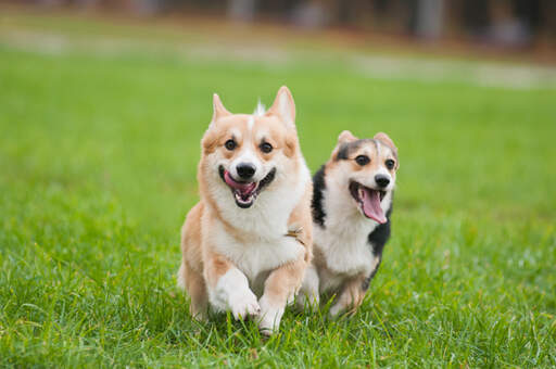 Två friska, vuxna pembroke welsh corgis som njuter av lite motion tillsammans