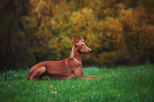 En underbar vuxen faraohund som vilar, ligger snyggt i gräset.