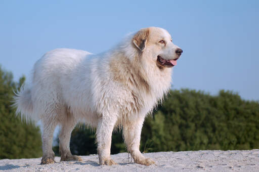 En frisk, stark, vuxen pyreneisk bergshund som står upp.