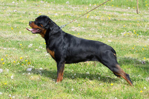 En rottweilers otroligt muskulösa kropp