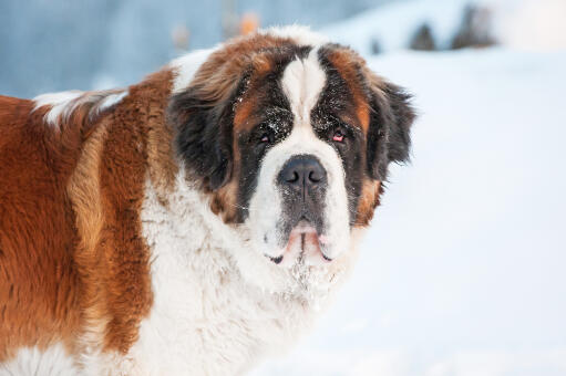 En närbild av en saint bernards vackra, tjocka vinterpäls