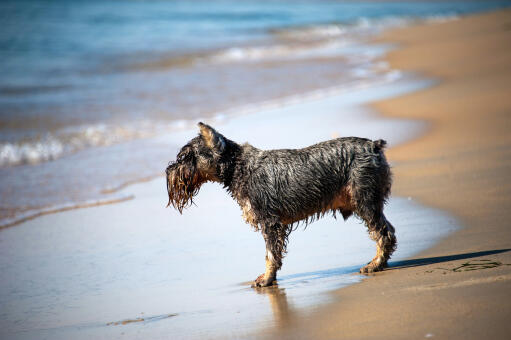 En genomblöt scottish terrier som njuter av lite motion i vattnet