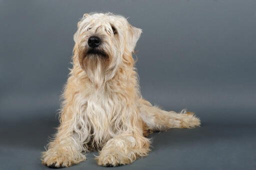 En mjukpälsad wheaten terrier som ligger prydligt och vill ha lite uppmärksamhet.