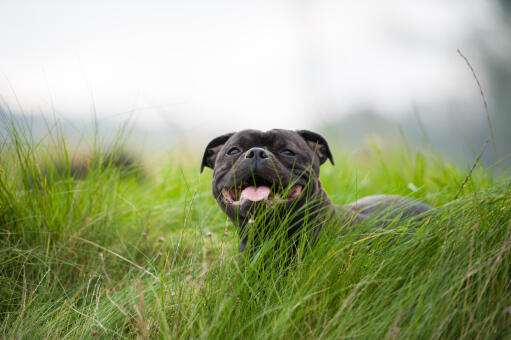 En svart staffordshire bullterrier som vilar i det långa gräset