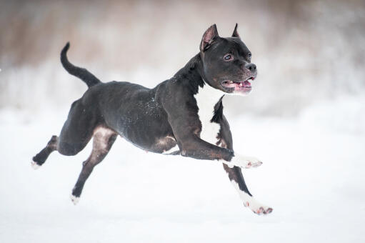 En muskulös staffordshire bullterrier som sprang genom Snow