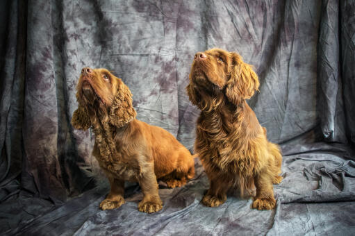 Två vackra små sussex spaniels sitter tålmodigt och väntar på uppmärksamhet