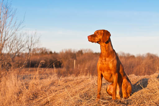 En vacker, röd vizsla som sitter väldigt högt och väntar på ett kommando.