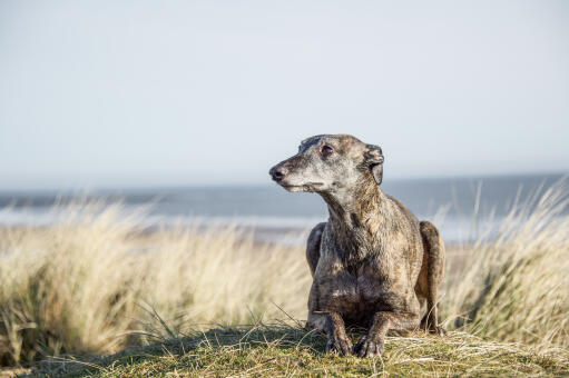 En mogen, vuxen whippet som ligger snyggt på sanddynerna.