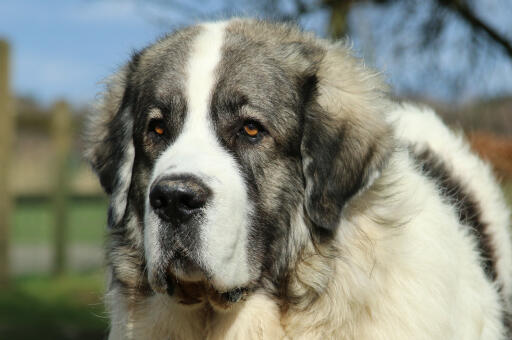 Pyrenéer-mastiff-ansikte