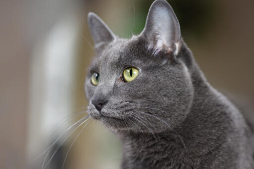 En uppmärksam koratkatt med stora öron