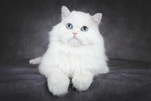 Fluffig blåögd persisk katt porträtt