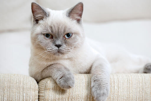 Brittisk korthårig colourpoint-katt som lutar sig över en soffarm