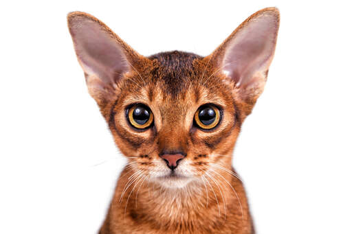 En närbild av en vacker abyssinian kattunge med Golden öGon