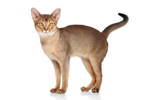 En vacker abyssinian katt med bärnstensfärgade öGon
