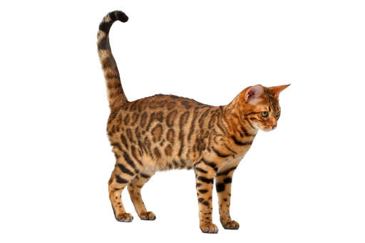 En vacker brun rosetted bengal