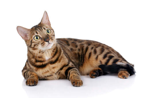 En GorGeous bengal med leopardliknande markeringar