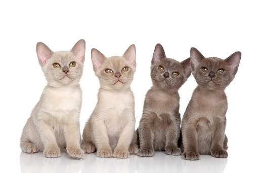En grupp GorGeooss burmesiska kattungar