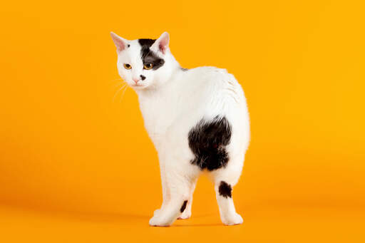 En glad japansk bobtailkatt som visar upp sin svans