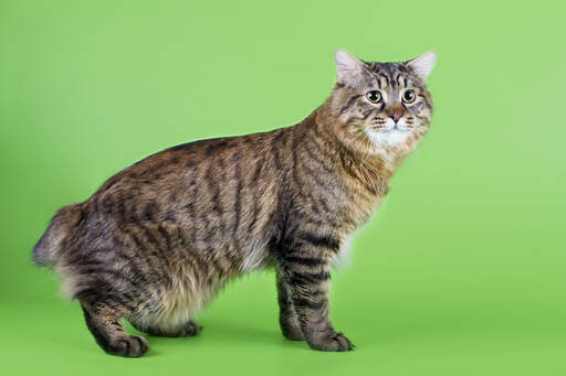 En brun tabby kurillian bobtail med en vild look