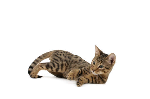 En söt serengeti-kattunge som leker