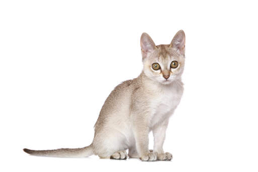 En ung singapura-katt med stora öGon