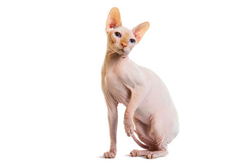 En blek sphynxkatt med sin speciella rynkiga hud.