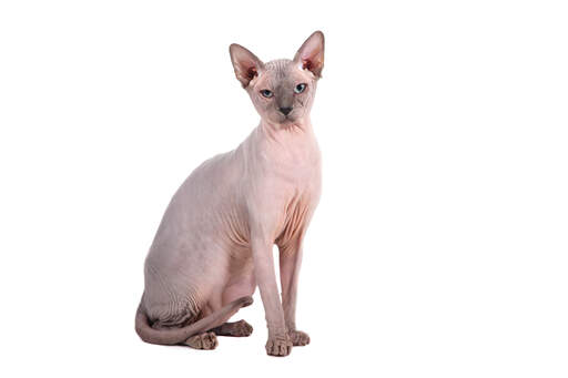 Den första sphynxkatten hette prune