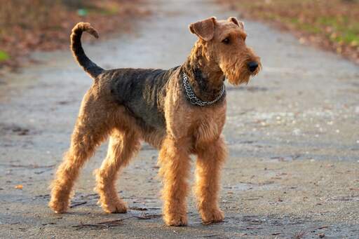 En airedale terrier som står upp och väntar på ett kommando från sin ägare.