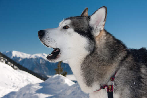 En närbild av en alaskan malamutes spetsiga öron och vackra vita ansikte