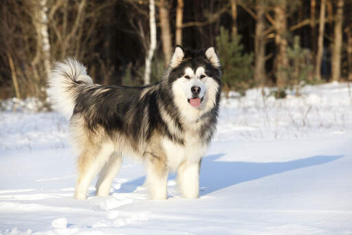 En ung och frisk alaskan malamute, väl förberedd för Snow