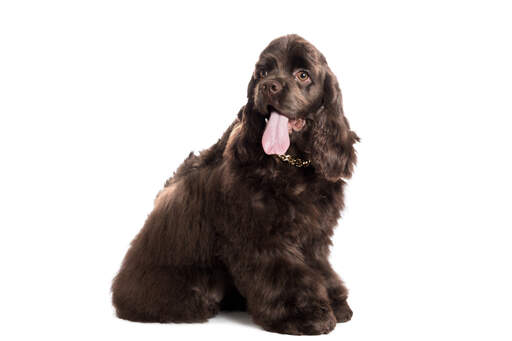 A GorGeous amerikansk cocker spaniel med långa mjuka öron