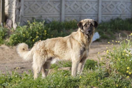 En vacker anatolisk herdehund som visar upp sin underbara, starka kropp